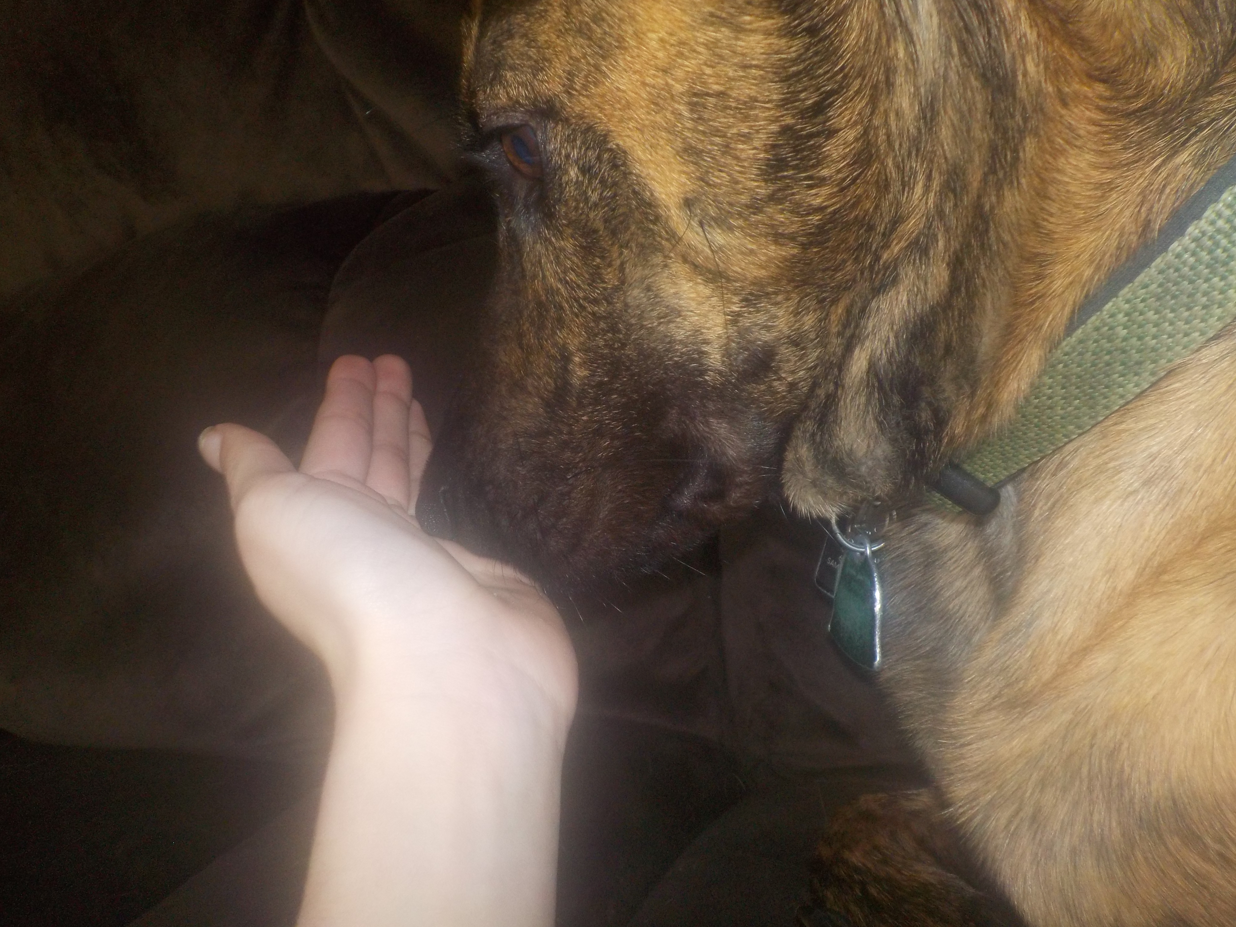 dog sniffs hand 1